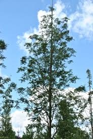 Attēlu rezultāti vaicājumam “Sorbus aucuparia”