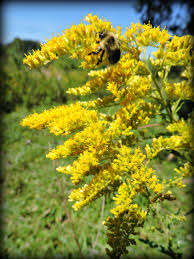 Attēlu rezultāti vaicājumam “Solidago canadensis fruit”