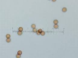 Attēlu rezultāti vaicājumam “Craterium aureum spores”