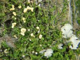 Attēlu rezultāti vaicājumam “Physarum, Nannengaella sp.”