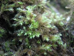 Attēlu rezultāti vaicājumam “Brachythecium salebrosum”