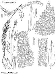 Attēlu rezultāti vaicājumam “Calliergon trifarium”