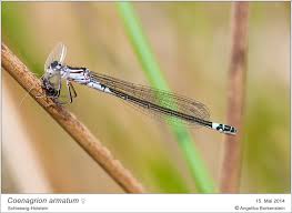 Attēlu rezultāti vaicājumam “Coenagrion armatum”