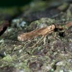 Attēlu rezultāti vaicājumam “Calybites phasianipennella”