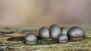 Attēlu rezultāti vaicājumam “Lycogala cf. fossiculatum young”