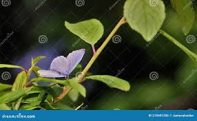 Attēlu rezultāti vaicājumam “Celastrina argiolus male”