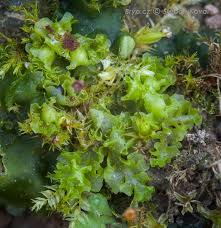 Attēlu rezultāti vaicājumam “Fossombronia wondraczekii”