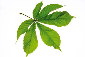 Attēlu rezultāti vaicājumam “Aesculus hippocastanum leaf”