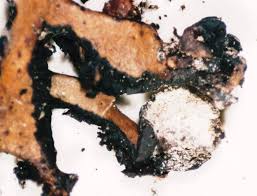 Attēlu rezultāti vaicājumam “Hypogymnia vittata”