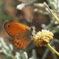 Attēlu rezultāti vaicājumam “Coenonympha glycerion underside”