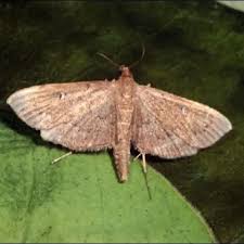 Attēlu rezultāti vaicājumam “Pyralididae”