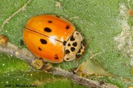 Attēlu rezultāti vaicājumam “Adalia decempunctata”