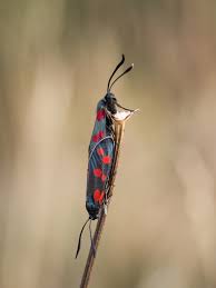 Attēlu rezultāti vaicājumam “Zygaena filipendulae”