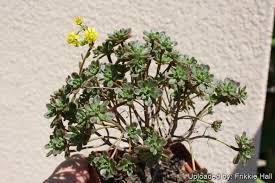 Image result for Aichryson