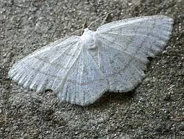 Attēlu rezultāti vaicājumam “Cabera exanthemata male”