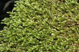 Attēlu rezultāti vaicājumam “Antitrichia curtipendula macro”