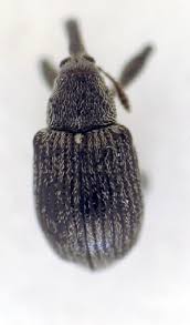 Attēlu rezultāti vaicājumam “Anthonomus phyllocola”