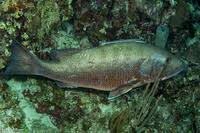 Image result for Lutjanus cyanopterus
