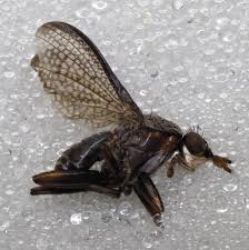 Attēlu rezultāti vaicājumam “Coremacera marginata”