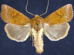 Attēlu rezultāti vaicājumam “Amphipoea”