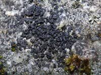 Attēlu rezultāti vaicājumam “Leptogium lichenoides”