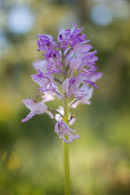 Attēlu rezultāti vaicājumam “Orchis militaris leaf”