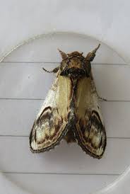 Attēlu rezultāti vaicājumam “Notodonta ziczac”