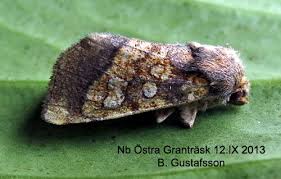 Attēlu rezultāti vaicājumam “Gortyna flavago”