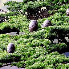 Risultati immagini per pedolesbo