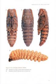 Attēlu rezultāti vaicājumam “Cerambycidae larva”