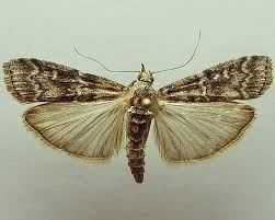 Attēlu rezultāti vaicājumam “Dioryctria abietella”