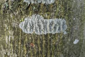 Attēlu rezultāti vaicājumam “Lecidella elaeochroma”