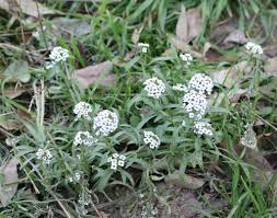 Attēlu rezultāti vaicājumam “Lobularia maritima”