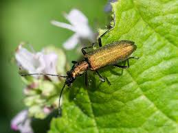 Attēlu rezultāti vaicājumam “Anogcodes melanurus”