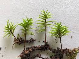 Attēlu rezultāti vaicājumam “Climacium dendroides sporophyte”