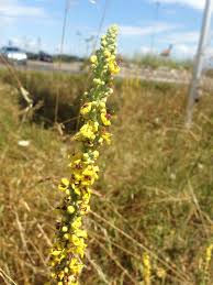 Attēlu rezultāti vaicājumam “Verbascum nigrum leaf”