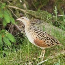 Attēlu rezultāti vaicājumam “Crex crex”