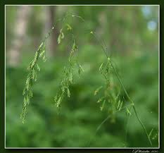 Attēlu rezultāti vaicājumam “Poa remota”