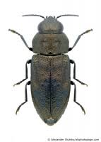 Attēlu rezultāti vaicājumam “Anthaxia quadripunctata”