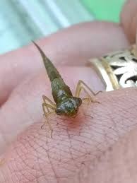 Attēlu rezultāti vaicājumam “Trioza dispar nymph”