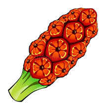 Attēlu rezultāti vaicājumam “Calla palustris fruit”