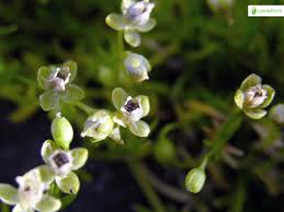 Attēlu rezultāti vaicājumam “Sagina procumbens fruit”