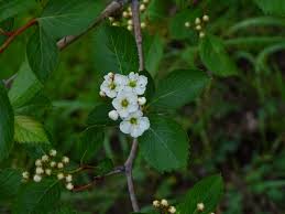 Attēlu rezultāti vaicājumam “Crataegus douglasii”