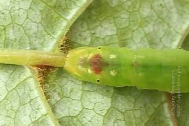 Attēlu rezultāti vaicājumam “Lomographa bimaculata”