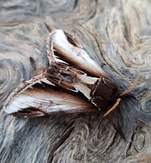 Attēlu rezultāti vaicājumam “Pheosia gnoma”