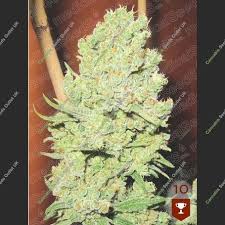 Resultado de imagen para la marihuana channel