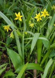 Attēlu rezultāti vaicājumam “Gagea lutea leaf”