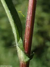 Attēlu rezultāti vaicājumam “Centaurea jacea leaf”