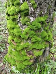 Attēlu rezultāti vaicājumam “Dicranum montanum”