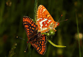 Attēlu rezultāti vaicājumam “Euphydrias aurinia”